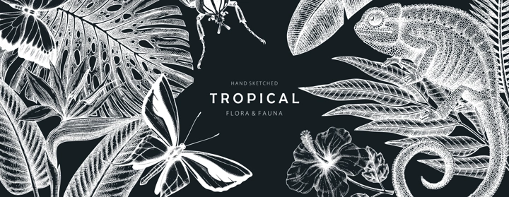 Tropical banner design on chalkboard. Vector frame with hand drawn tropical plants, exotic flowers, palm leaves, insects and chameleon. Vintage wildlife background with tropical plants and animals.